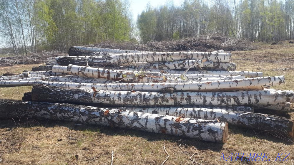 Береза кругляк Алгабас - изображение 2