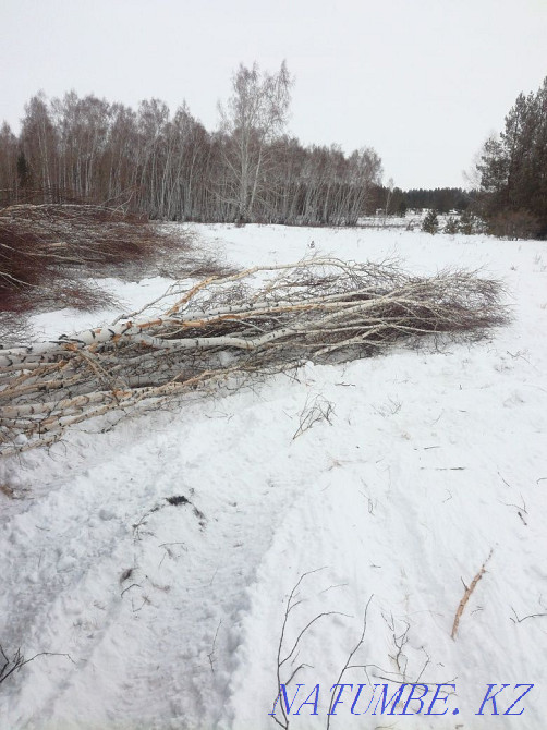Береза, жерди. Большой объем Кокшетау - изображение 1