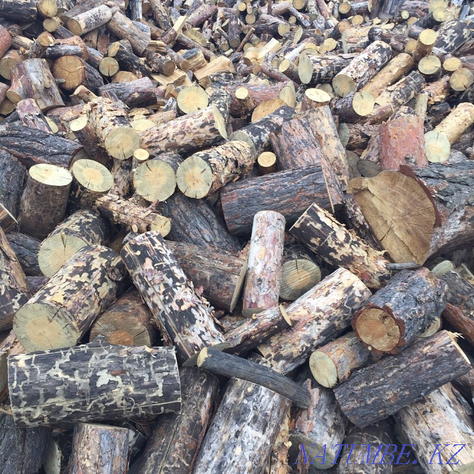 Dry pine wood  - photo 2