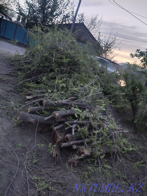 Отын-агаштар тегин  - изображение 5