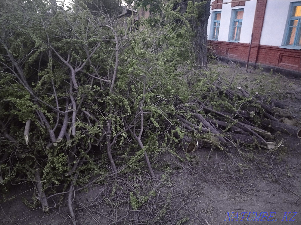 Отын-агаштар тегин  - изображение 3