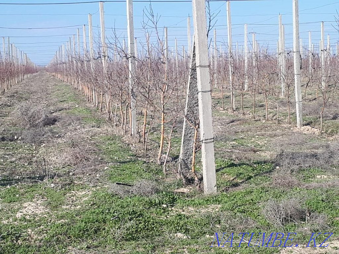 Шпалер. Бетонны стойка. Агароджы. Стойка. Пасынкі. Шымкент - photo 1