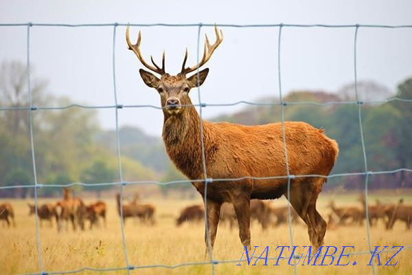 Сетка сварной, шарнирная-чабанка, панель все в наличи Алматы - изображение 7