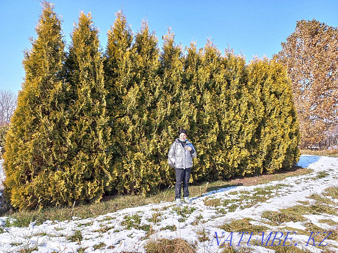 Thuja Sankist hedge 4.5 m Almaty - photo 1