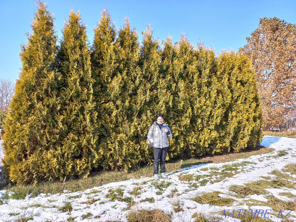 Thuja Sankist hedge 4.5 m Almaty - photo 1