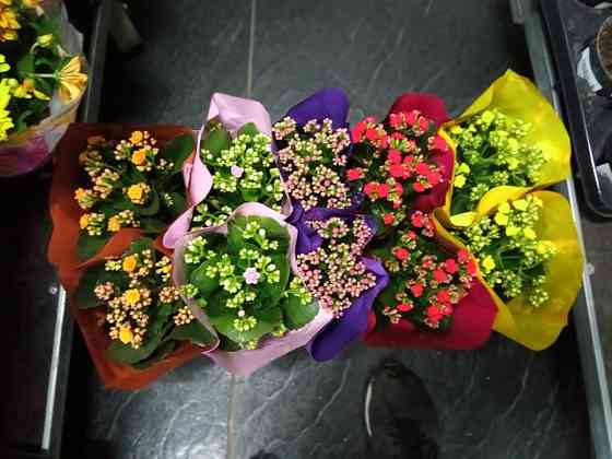 Цветы в подарок  Астана