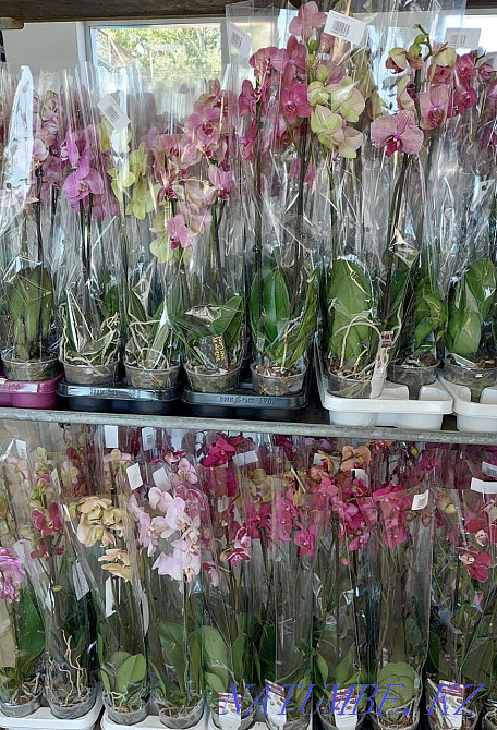 Цветы в подарок Астана - изображение 5