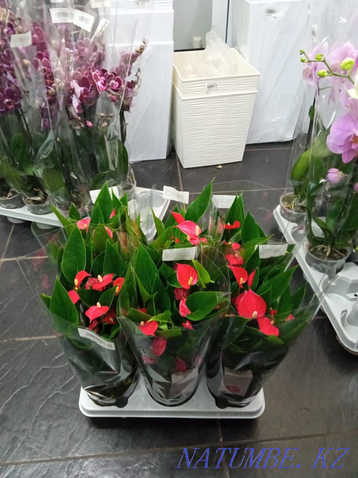 Цветы в подарок Астана - изображение 2