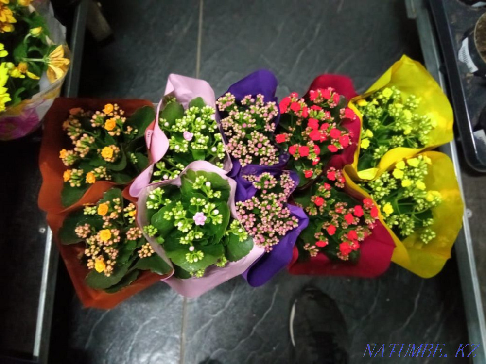 Цветы в подарок Астана - изображение 6