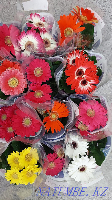 Цветы в подарок Астана - изображение 4