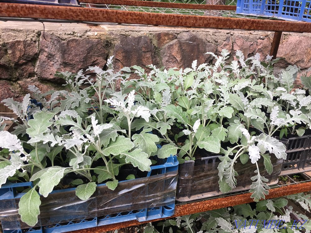 Salvia, cineraria, catharanthus, gazania, begonia, coleus Almaty - photo 7