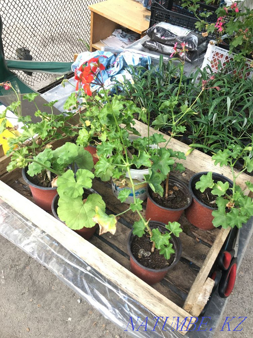 Salvia, cineraria, catharanthus, gazania, begonia, coleus Almaty - photo 3