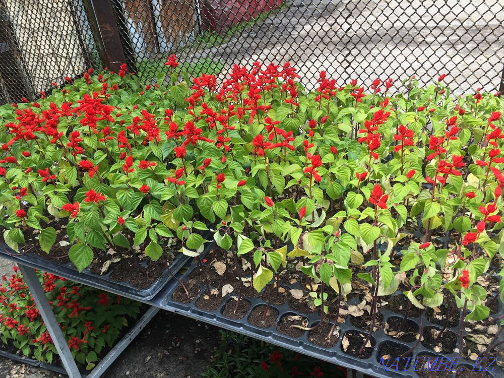 Salvia, cineraria, catharanthus, gazania, begonia, coleus Almaty - photo 1