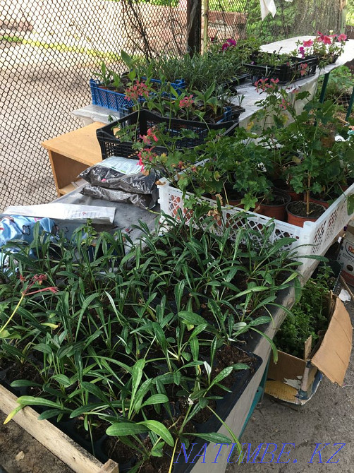 Salvia, cineraria, catharanthus, gazania, begonia, coleus Almaty - photo 4