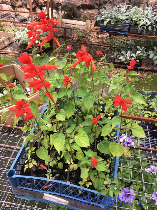 Salvia, cineraria, catharanthus, gazania, begonia, coleus Almaty - photo 2