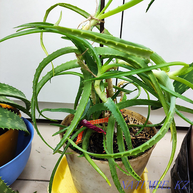 Houseplants. Aloe woody. And aloe vera. Astana - photo 2
