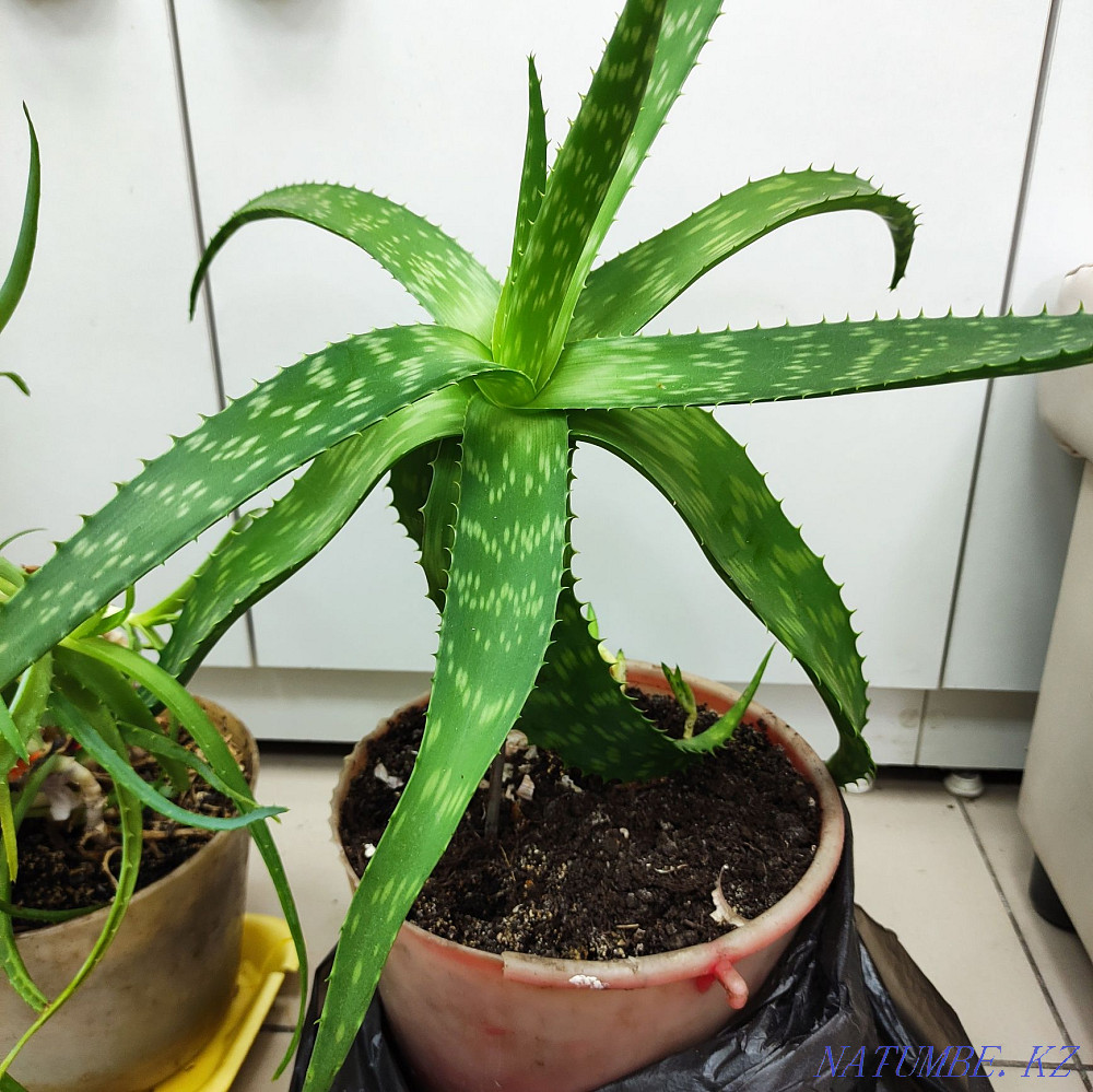 Houseplants. Aloe woody. And aloe vera. Astana - photo 3