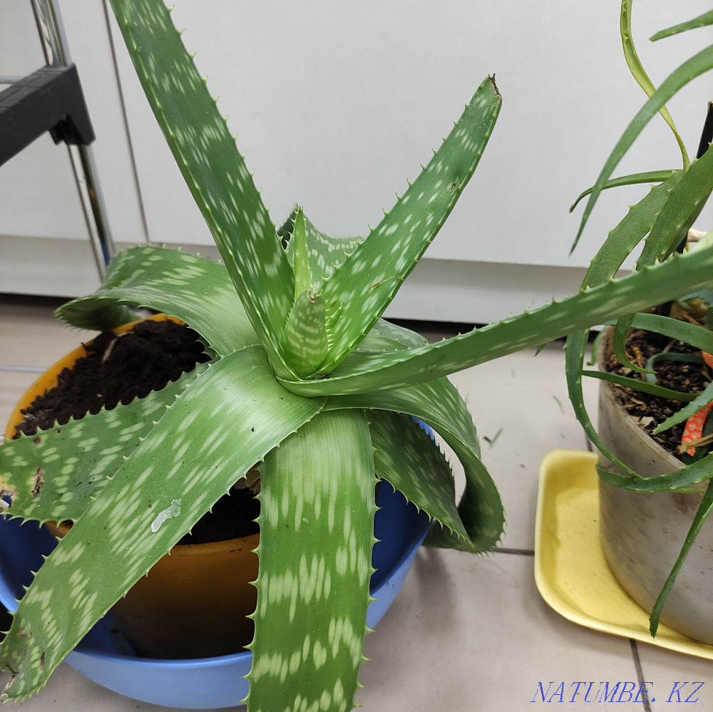 Houseplants. Aloe woody. And aloe vera. Astana - photo 1