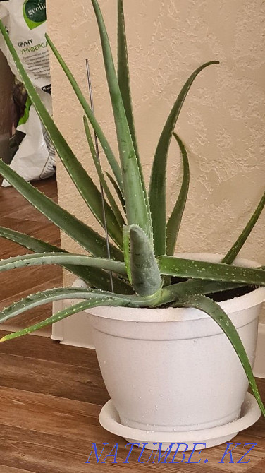 Aloe Vera. home flower Almaty - photo 1