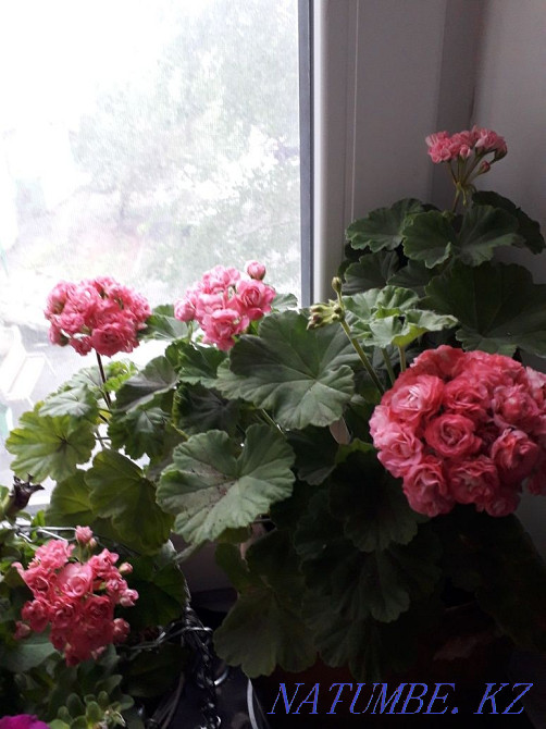 Geranium pink rose Ekibastuz - photo 1