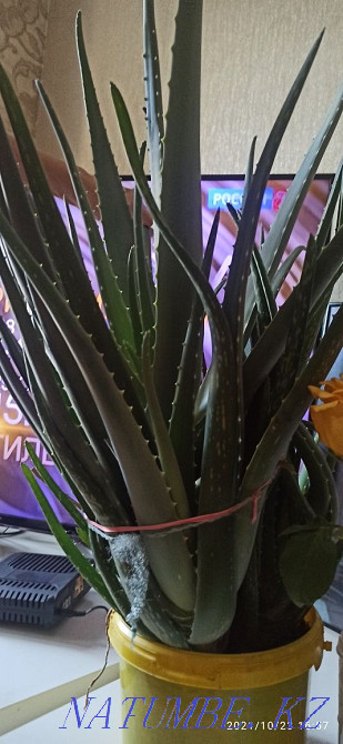 aloe vera flower Astana - photo 3