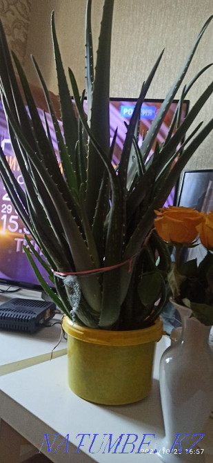aloe vera flower Astana - photo 2