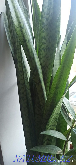 aloe vera flower Astana - photo 6