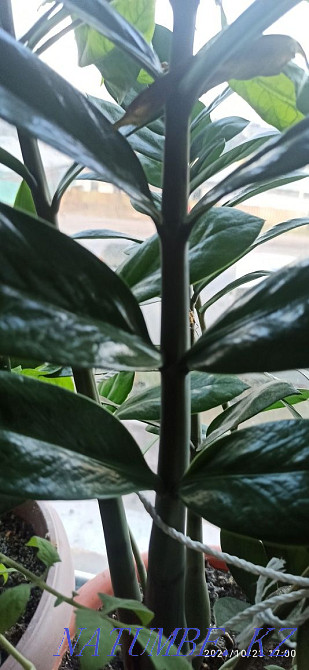 aloe vera flower Astana - photo 7