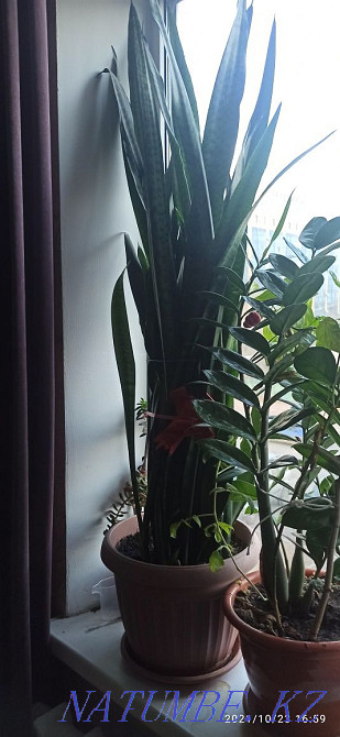 aloe vera flower Astana - photo 5