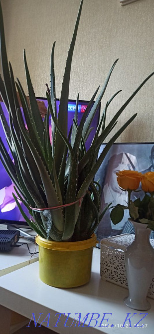 aloe vera flower Astana - photo 1