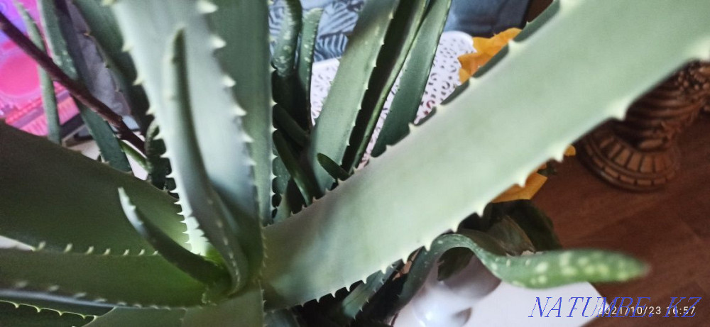 aloe vera flower Astana - photo 4