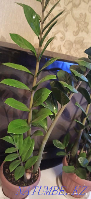 Scarlet, flowers are big beautiful Astana - photo 1