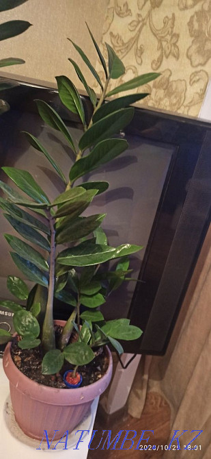 Scarlet, flowers are big beautiful Astana - photo 3