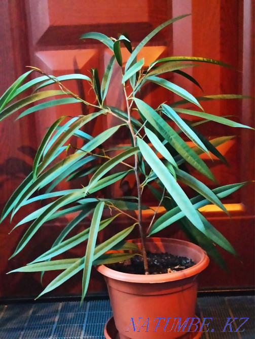 Фикус Али Алматы - изображение 2