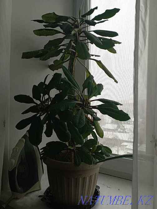 Euphorbia flower 3 years Pavlodar - photo 1