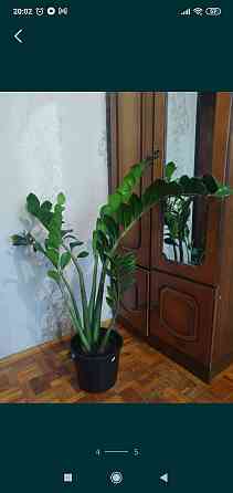 Продам комнатное растения  Павлодар 