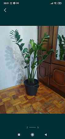 Продам комнатное растения Pavlodar