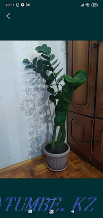 Sell indoor plants Pavlodar - photo 1
