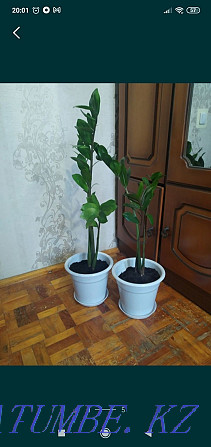 Sell indoor plants Pavlodar - photo 5