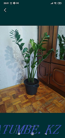Sell indoor plants Pavlodar - photo 4