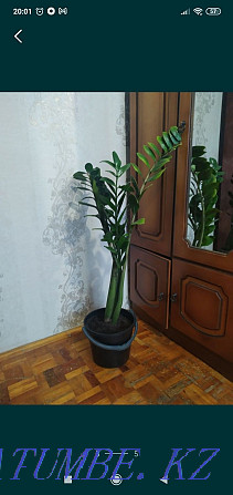 Sell indoor plants Pavlodar - photo 3