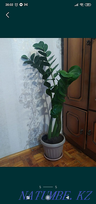 Sell indoor plants Pavlodar - photo 1