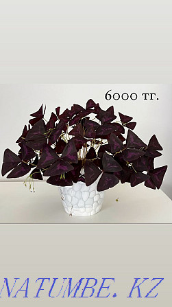 Продам очень красивые цветы Алматы - изображение 4