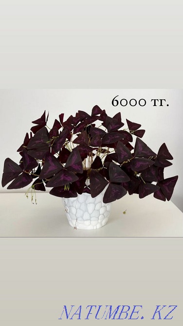 Very beautiful flowers for sale Almaty - photo 4