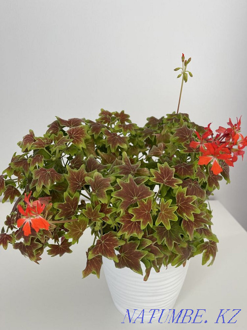 Very beautiful flowers for sale Almaty - photo 2