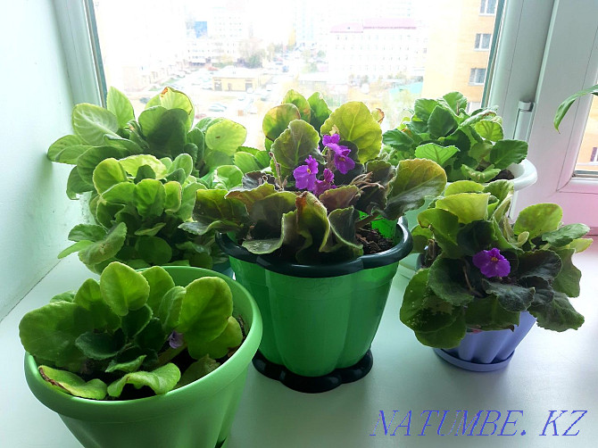 Sell indoor violets Astana - photo 1