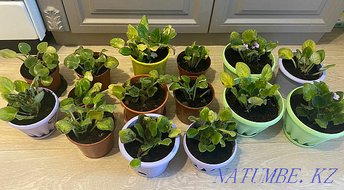 Sell indoor violets Astana - photo 3