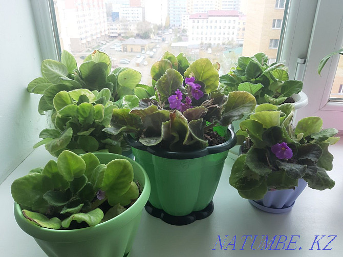 Sell indoor violets Astana - photo 2