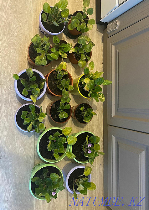 Sell indoor violets Astana - photo 5