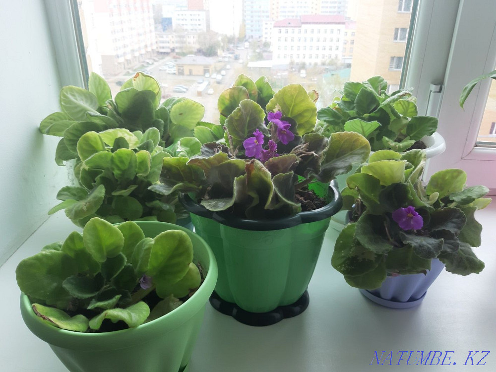 Sell indoor violets Astana - photo 2